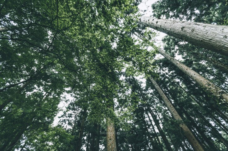 Tokyo WordPress-3471