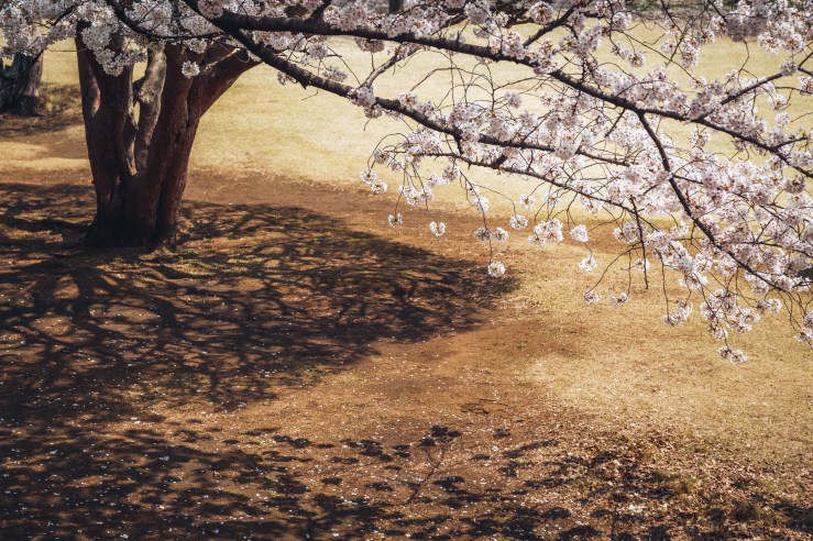 2018.3.美国日本游记 WordPress-141