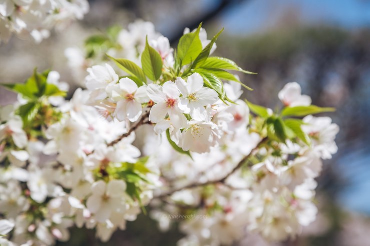 2018.3.美国日本游记 WordPress-142