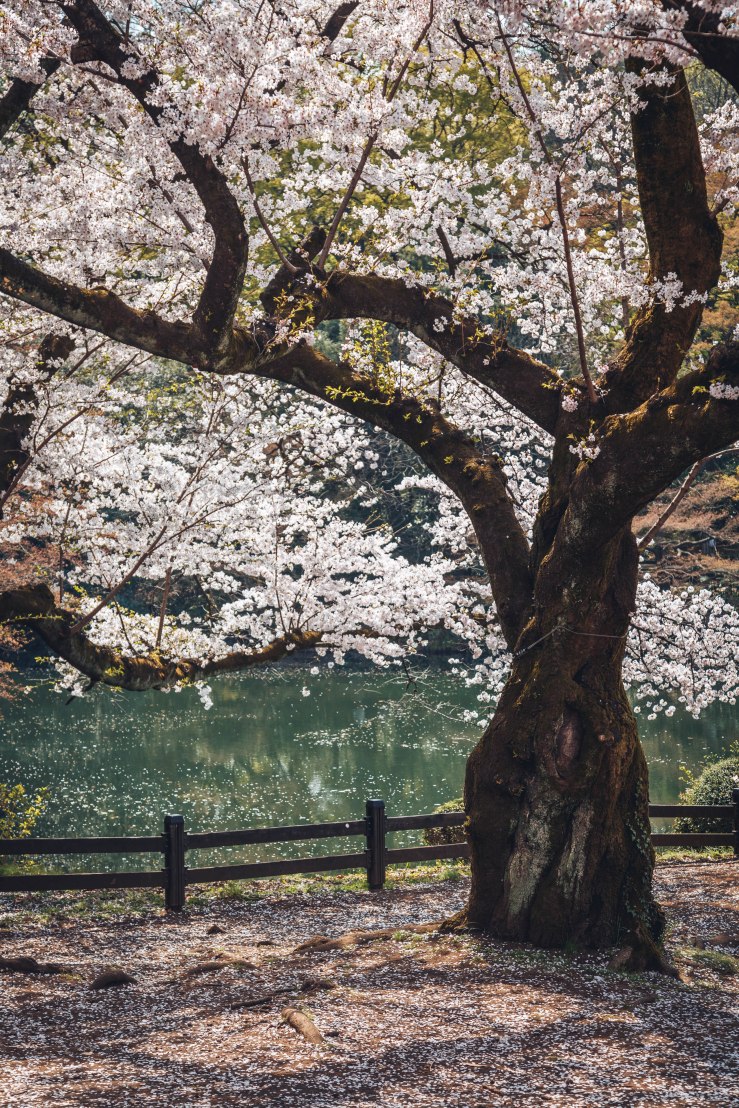 2018.3.美国日本游记 WordPress-143