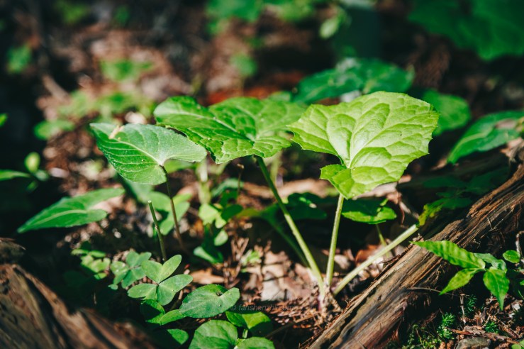 日本之旅 WordPress-31