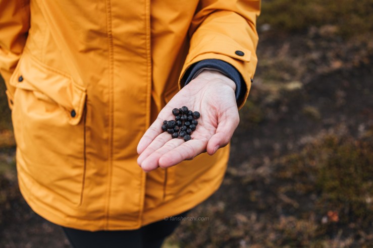 Iceland WordPress-103