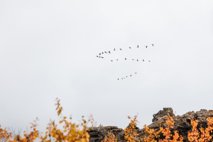 Iceland WordPress-107