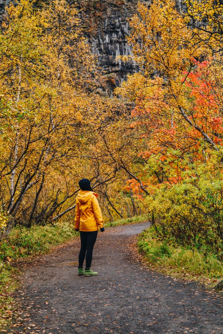 Iceland WordPress-116