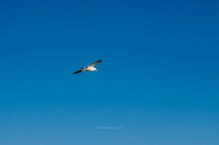 Iceland WordPress-14