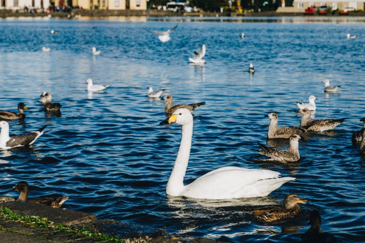 Iceland WordPress-15