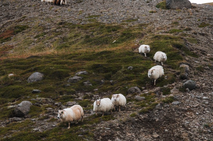 Iceland WordPress-150