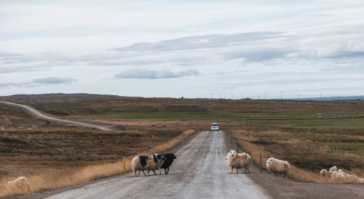 Iceland WordPress-170