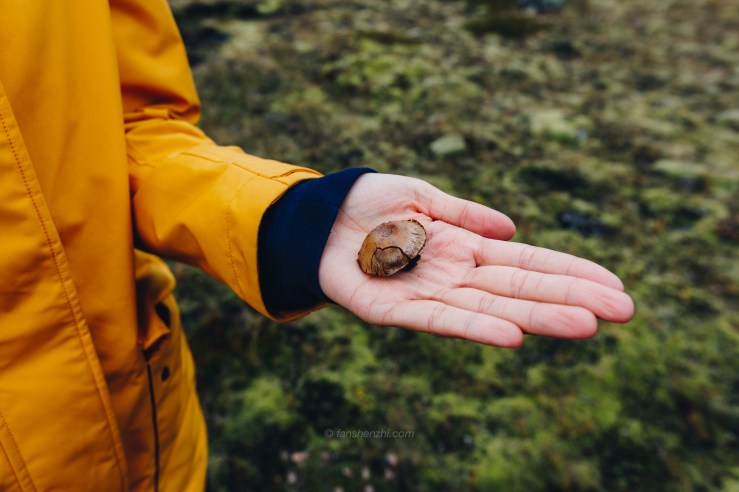 Iceland WordPress-62