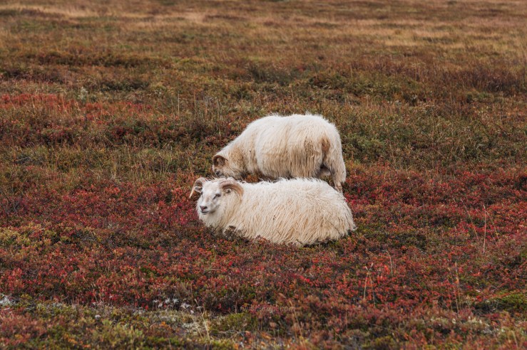 Iceland WordPress-82