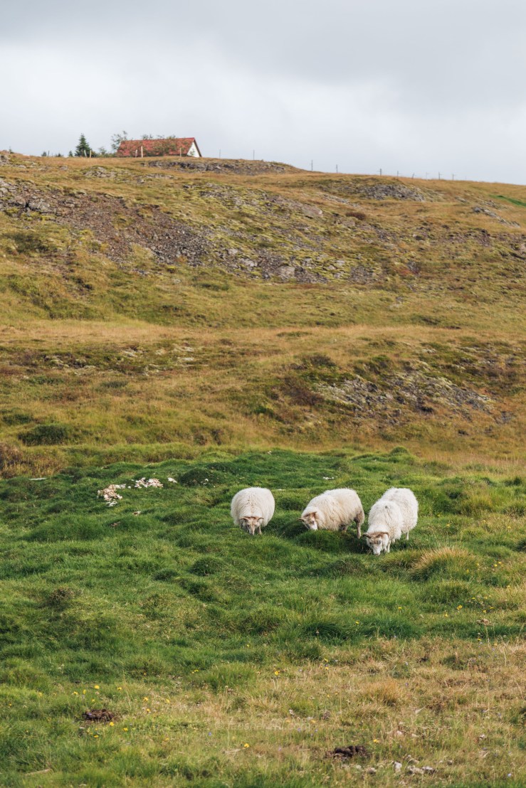 Iceland WordPress-83